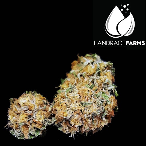 Sauce Boss Acapulco Gold Landrace Farms Leafly